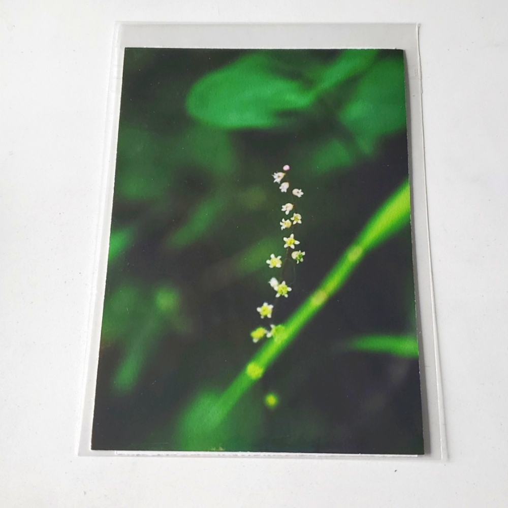 "Unseen Stars" 5x7‎ Paper Photograph by Karen Geerken Photography